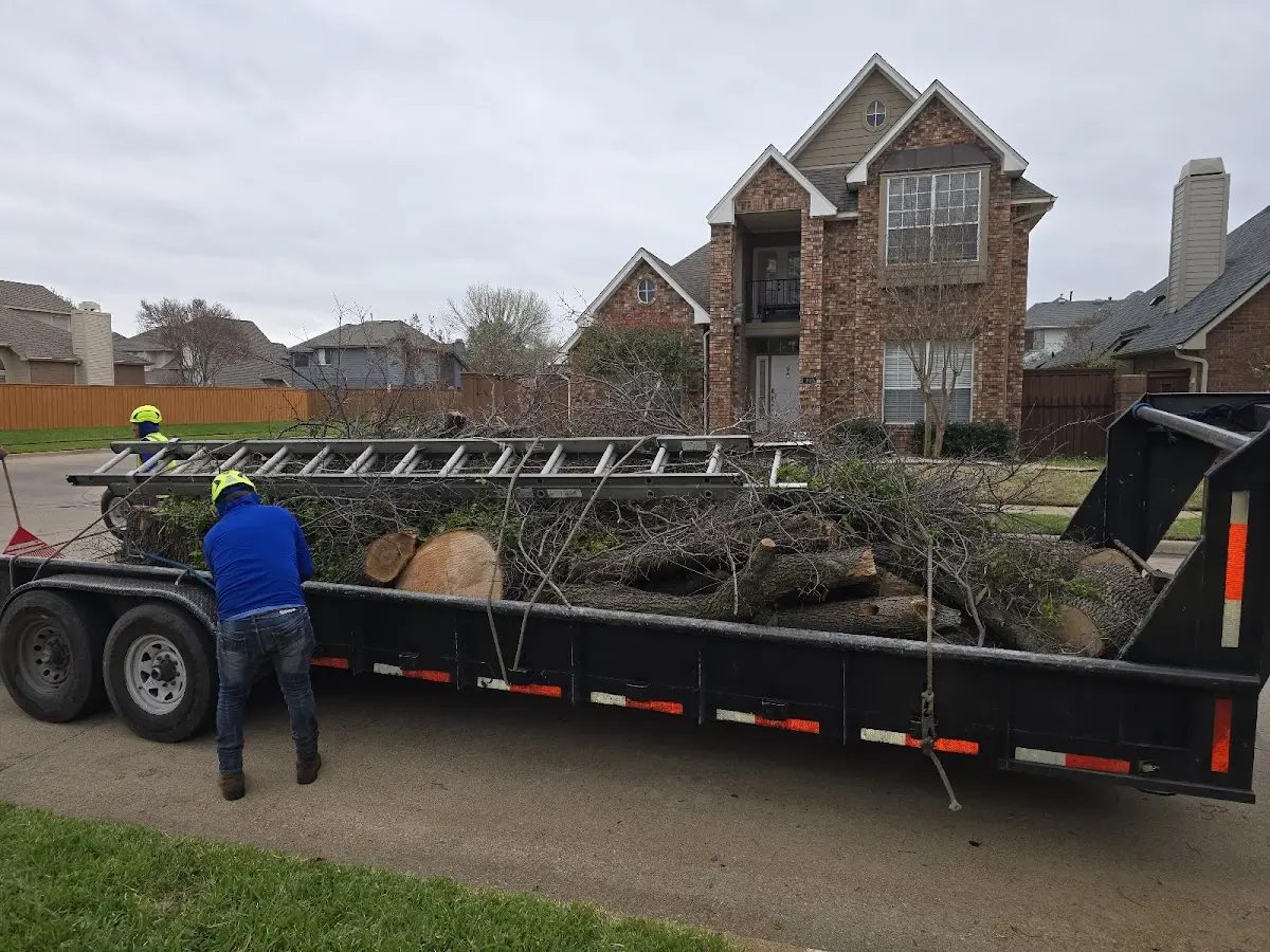 Expert Tree Pest Control with proper safety equipment in Bailey